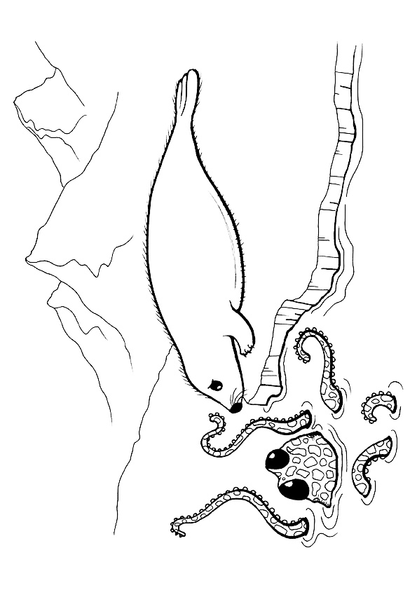 Plansa de colorat cu Foca 24 17